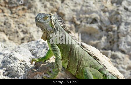 Iguana at the Florida Keys in winter time Stock Photo