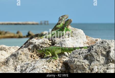 Iguana at the Florida Keys in winter time Stock Photo