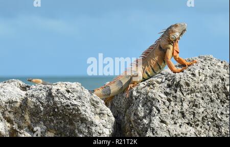 Iguana at the Florida Keys in winter time Stock Photo