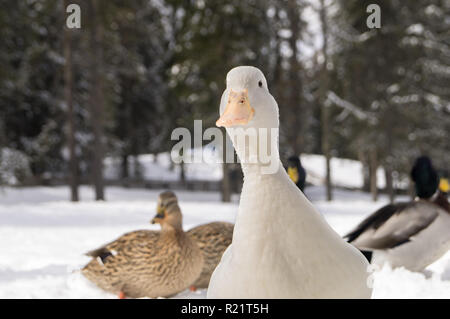 Portrait of a white duck in the snow Stock Photo