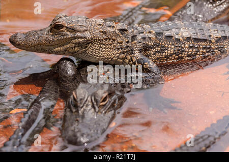 Two crocodiles Stock Photo