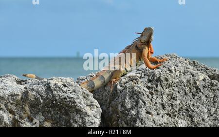 Iguana at the Florida Keys in winter time Stock Photo