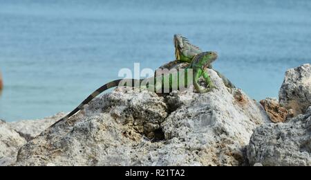 Iguana at the Florida Keys in winter time Stock Photo