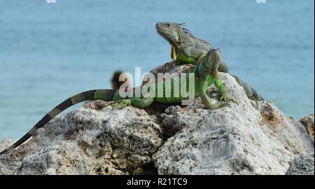 Iguana at the Florida Keys in winter time Stock Photo