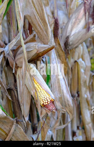 Cattle Feed Corn in the Field Stock Photo