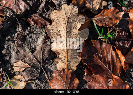 A fallen oak leaf with water drops on Stock Photo