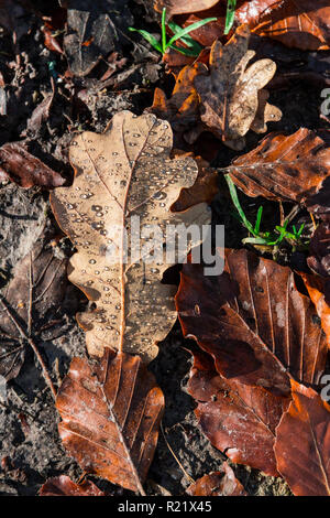 A fallen oak leaf with water drops on Stock Photo