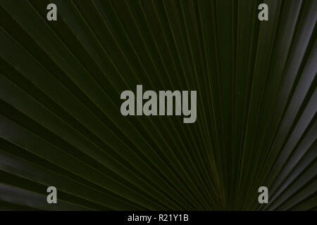 Radiating Lines On An African Fan Palm (borassus sambiranensis) Leaf Stock Photo