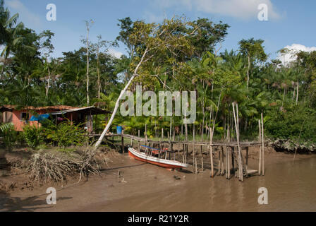 Acai (Euterpe oleracea) palms with fresh fruit, in the garden of a house with a boat and jetty near Belem on the Rio Guama, North Brazil Stock Photo