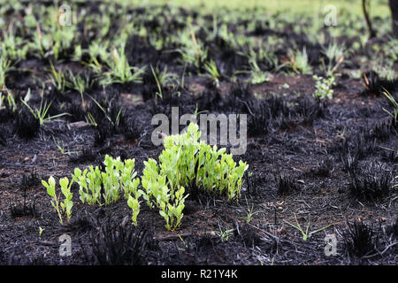 Bright Green Plants Rising From Pitch Black Burnt Field Stock Photo