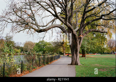 Path and trees by the lake in Clissold Park, Stoke Newington, North London UK Stock Photo
