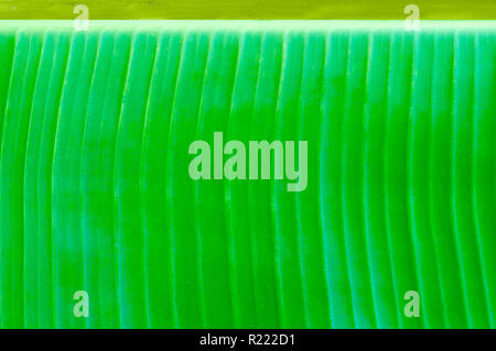 Green banana leaf textures Stock Photo