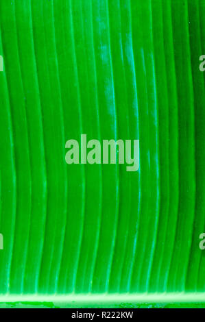 Green banana leaf textures Stock Photo