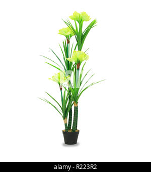 Big dracaena palm in a pot isolated over white Stock Photo