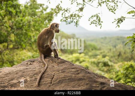 Toque macaque monkey sitting and looking at view at Sri Lanka.Image contains little noise because of high ISO set on camera. Stock Photo