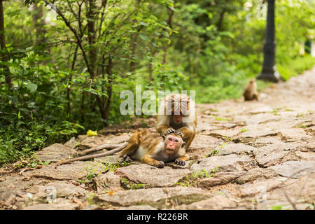Toque macaque monkeys from Sri Lanka sitting outdoor and playing.Image contains little noise because of high ISO set on camera. Stock Photo