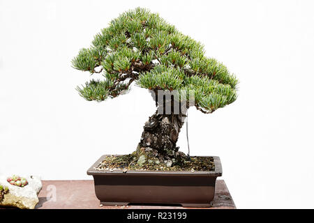 Japanese bonsai plant on wooden surface, and cement wall. Creating zen  atmosphere at home Stock Photo - Alamy