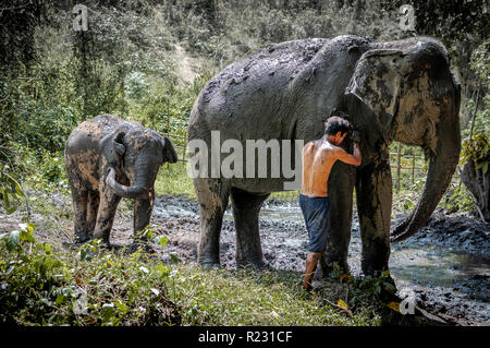 Elephants having mud bath in the deep northern forest of Chiang Mai, Thailand. Asia. Stock Photo