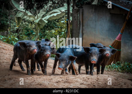 Piglets having a day out at a farm in the northern territory of Chiang Mai Stock Photo
