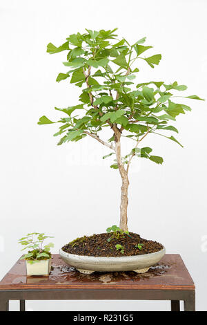Ginkgo biloba bonsai bonsai on a wooden table and white background Stock Photo