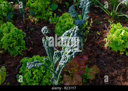 Silver-beet growing in the garden Stock Photo