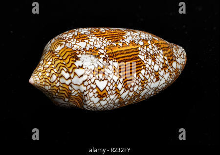 Textile Cone Shell, Conus textile, Indo-Pacific region.  Highy venomous.  Family Conidae Stock Photo