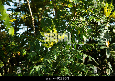 close up of green leaves on tree on a sunny autumnal day in the English Countryside Stock Photo