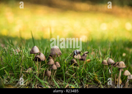 small brown mushrooms growing in the garden amongst the grass on a bright summers day with the green grass in the photo Stock Photo