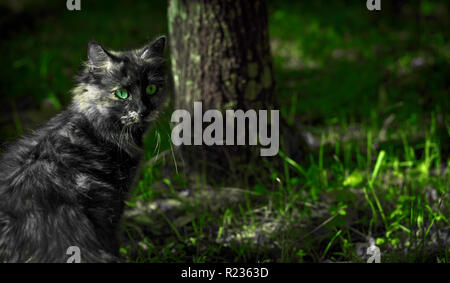 Nice gray cat with green eyes in the forest with tree trunk and grass background Stock Photo