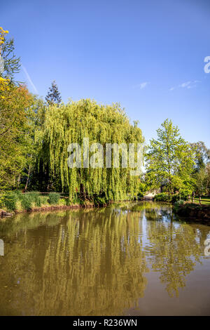 Weeping willow in a garden Stock Photo