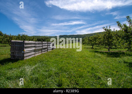 Wooden boxes for transporting apples from an orchard Stock Photo