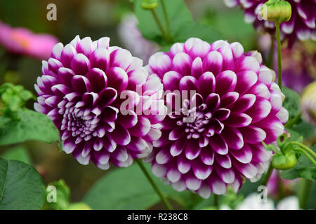 Two purple and white dahlia flowers Stock Photo