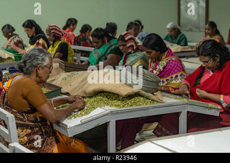 Cardamom Pod Sorters at Factory in Thekkady, Kerala, India Stock Photo