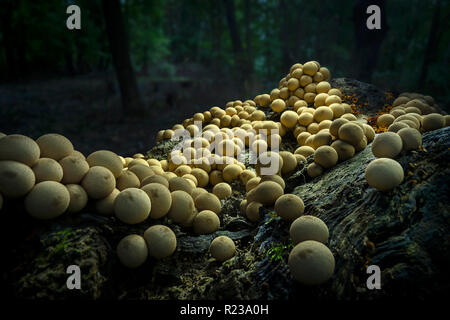 Many Mushrooms Growing On Log In Forest, Pennsylvania, USA Stock Photo