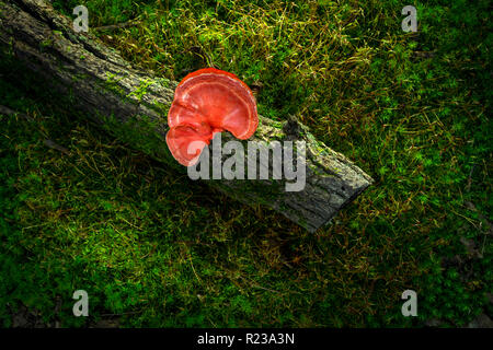 Red Fungus On log, Pennsylvania, USA Stock Photo