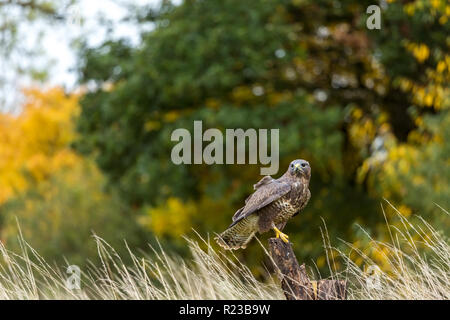 Buzzard perched on tree stump, United Kingdom Stock Photo