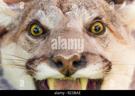 The cougar, also commonly known as the puma, mountain lion, panther or catamount Stock Photo