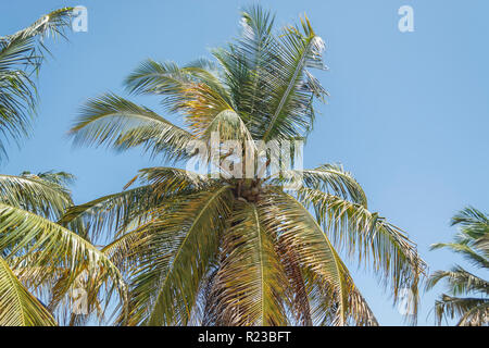 Detailed view of palm trees on the island of Mussulo, Luanda, Angola... Stock Photo