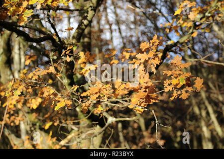 Close up of oak tree in autumn sun Stock Photo