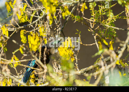 Tui native New Zealand bird feed on nectar on yellow flowers in a kowhai tree in spring in selective focus. Stock Photo