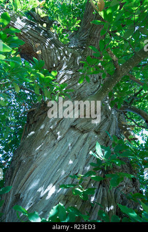 Sweet Chestnut, Castanea sativa, twisted bark on trunk, Sussex, UK, October. Stock Photo