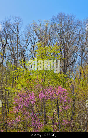 Redbud, spring foliage and dogwood, Ava, Missouri, USA Stock Photo