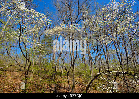 Flowering Dogwood blooms, Ava, Missouri, USA Stock Photo