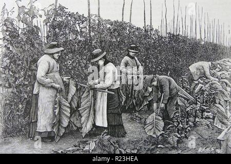 facts about tobacco companies Quick Tobacco Industry Fact