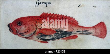 Garopa Fish by John White (created 1585-1586). Stock Photo