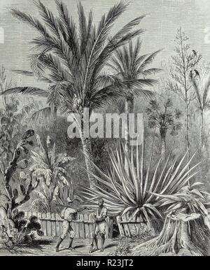 A plantation in Cuba. The garden of Santa Elena. after a drawing by Mr. Trobriand. 1850 Stock Photo