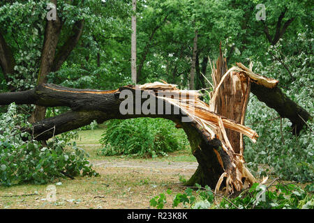 Broken tree trunk in a park Stock Photo
