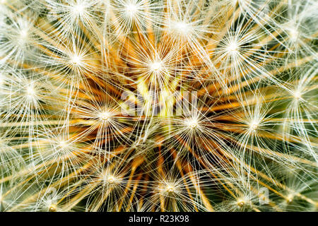 Seed head of a dandelion flower Stock Photo