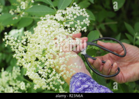 Sambucus nigra - common elder. A woman harvests hedgerow elderflowers in summer, UK Stock Photo