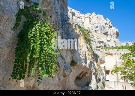 Mediterranean caper plant on the rock in the sassi or stones of Matera European capital of culture 2019, Basilicata, Italy Stock Photo